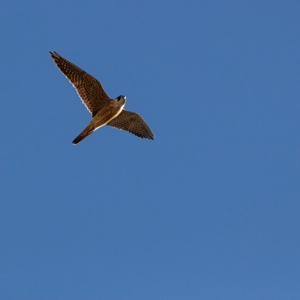 Falco
